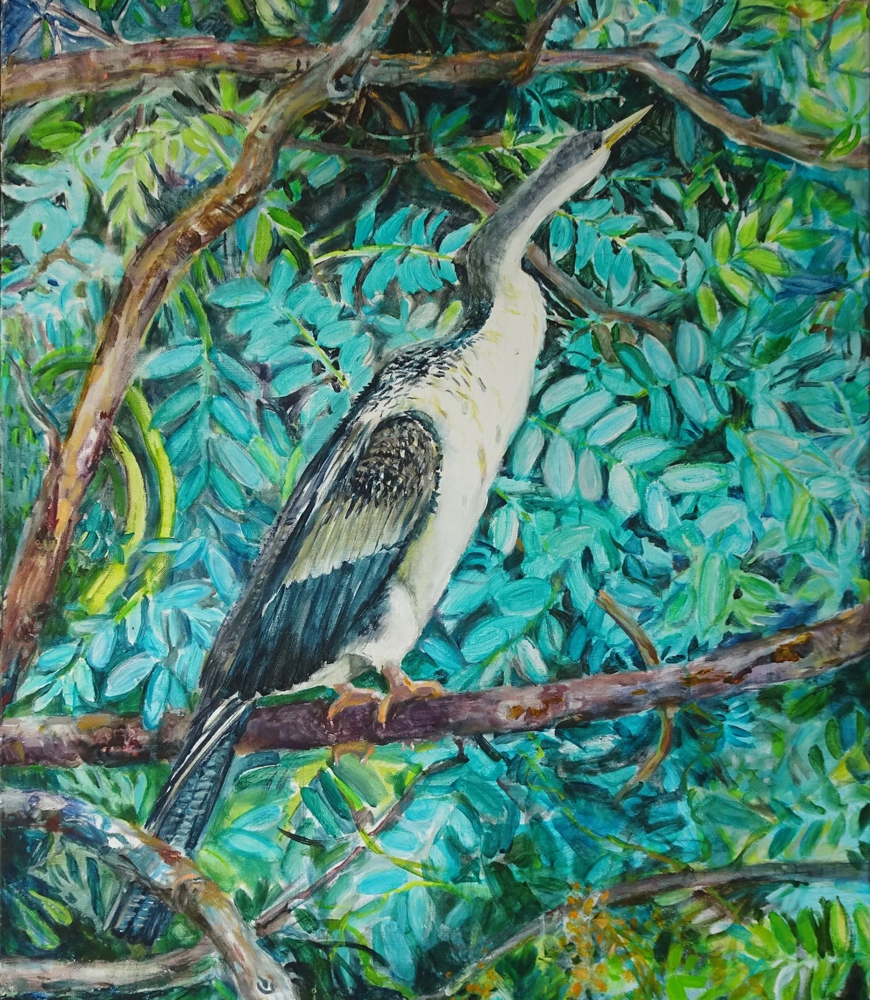 Bird of the Daintree.jpg
