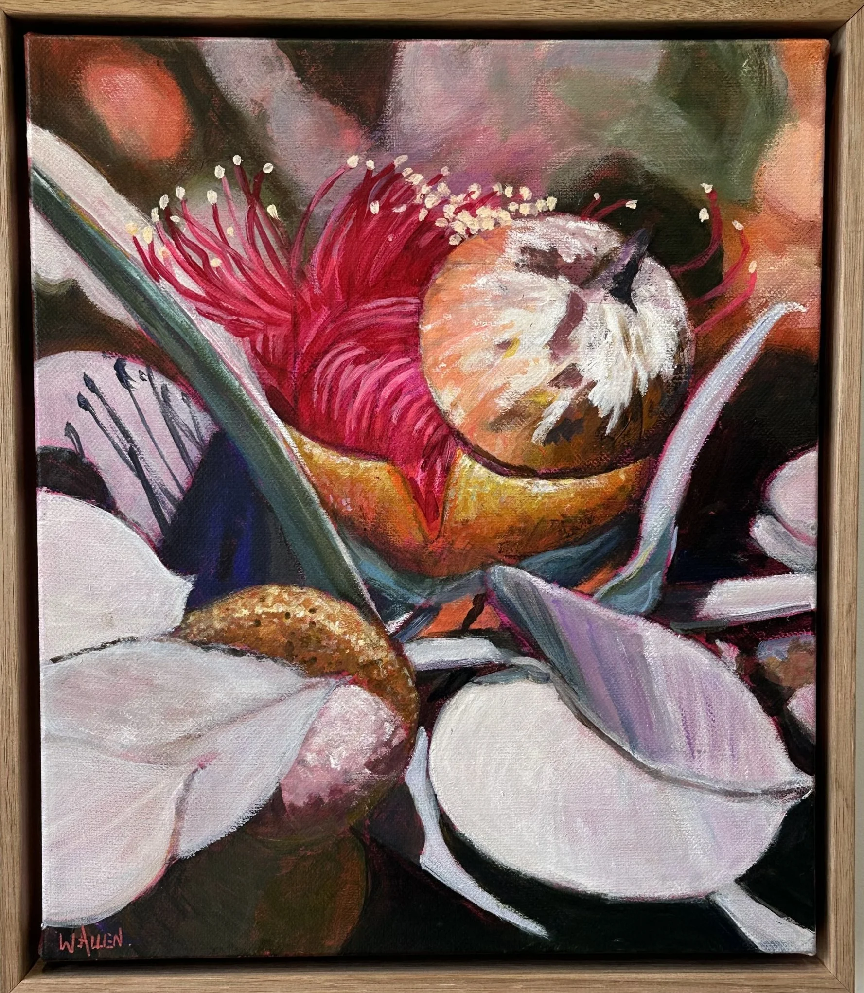 Flowering Gums WA.jpg
