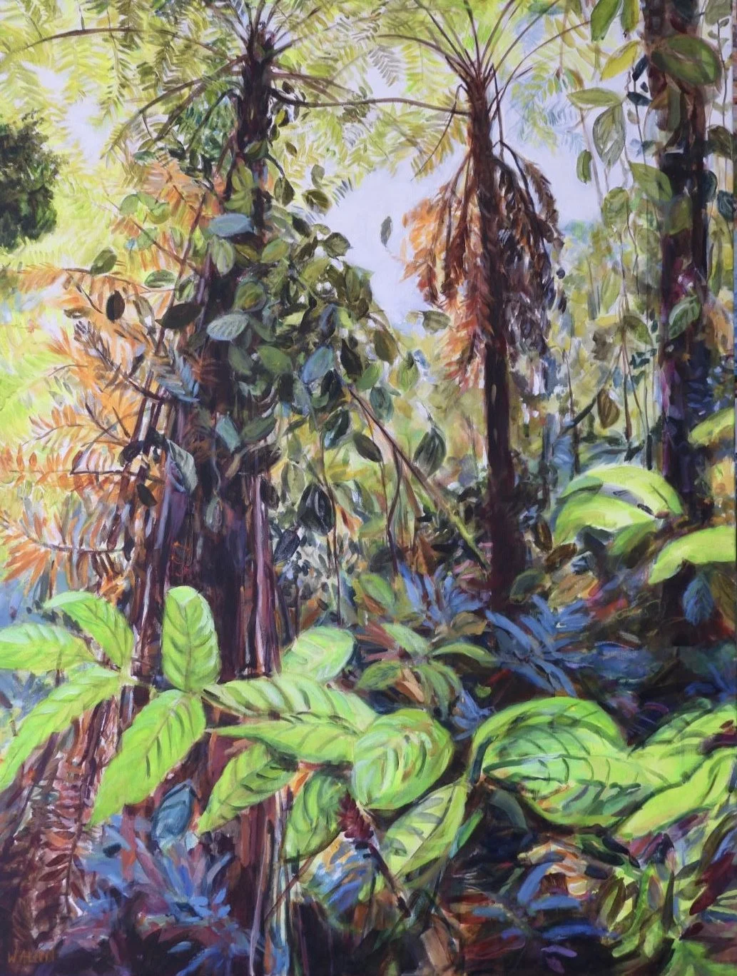 Daintree Rainforest.jpg