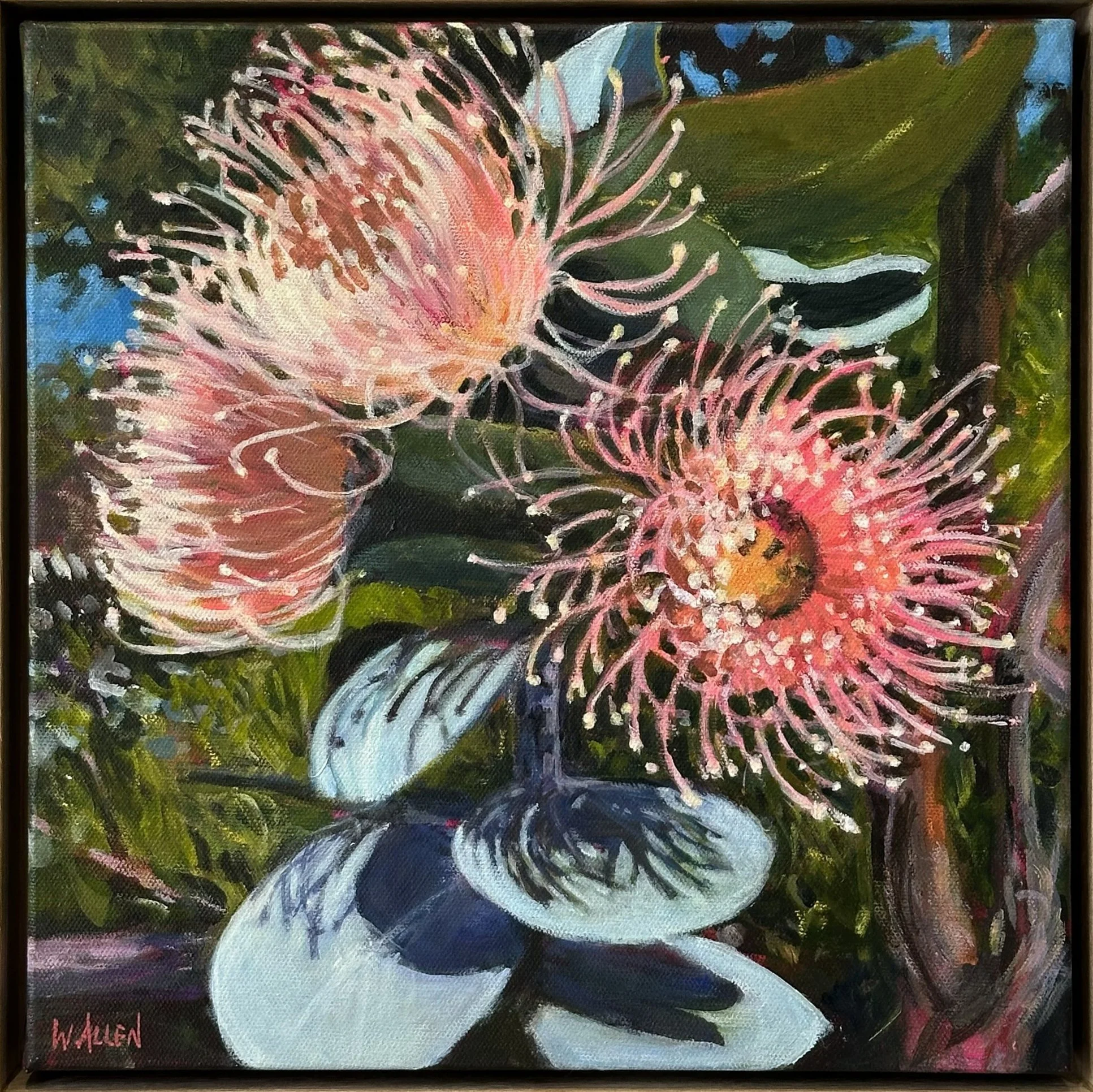 Eucalyptus Macrocarpa Flowers.jpg