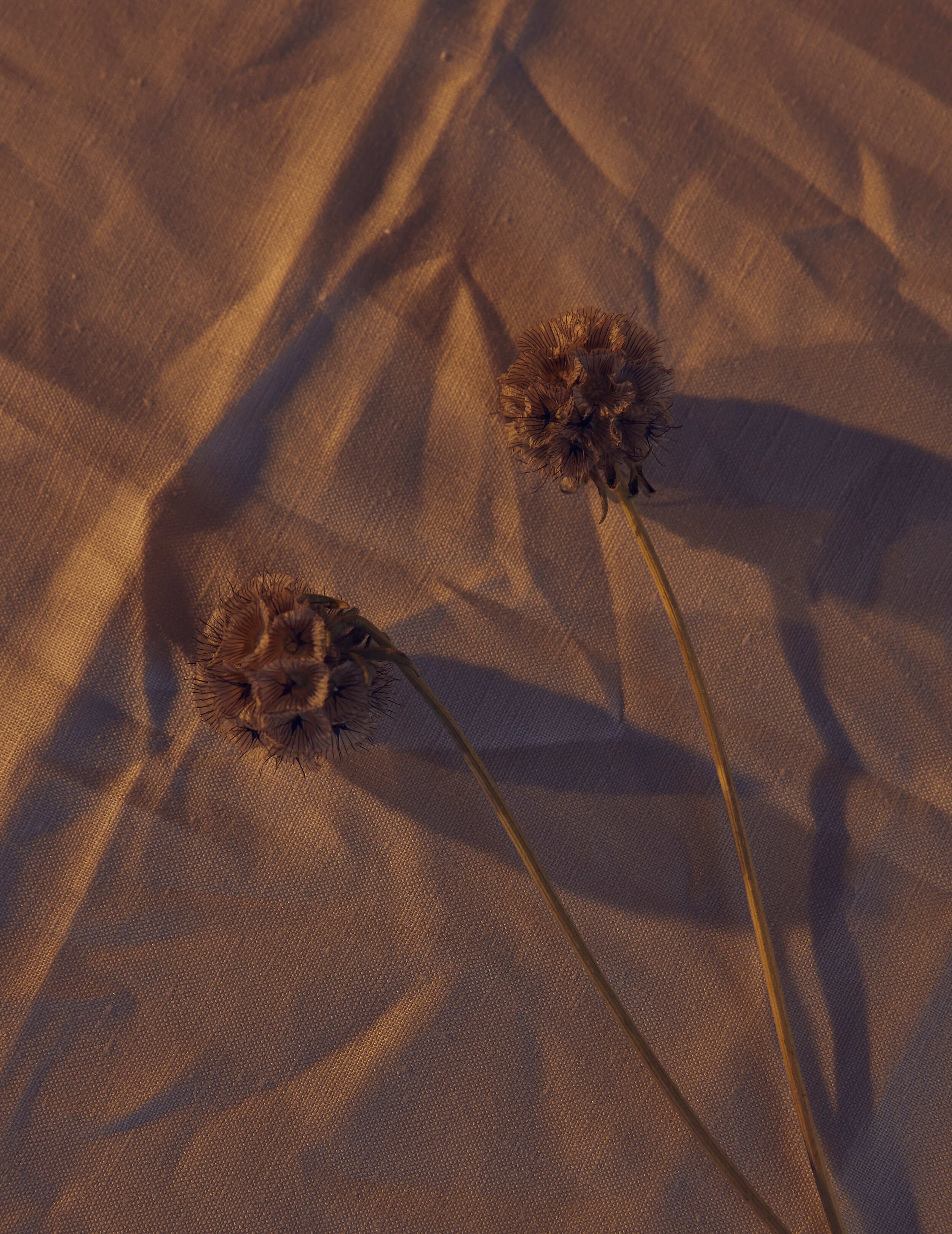 Still Life Set 3-030.jpg