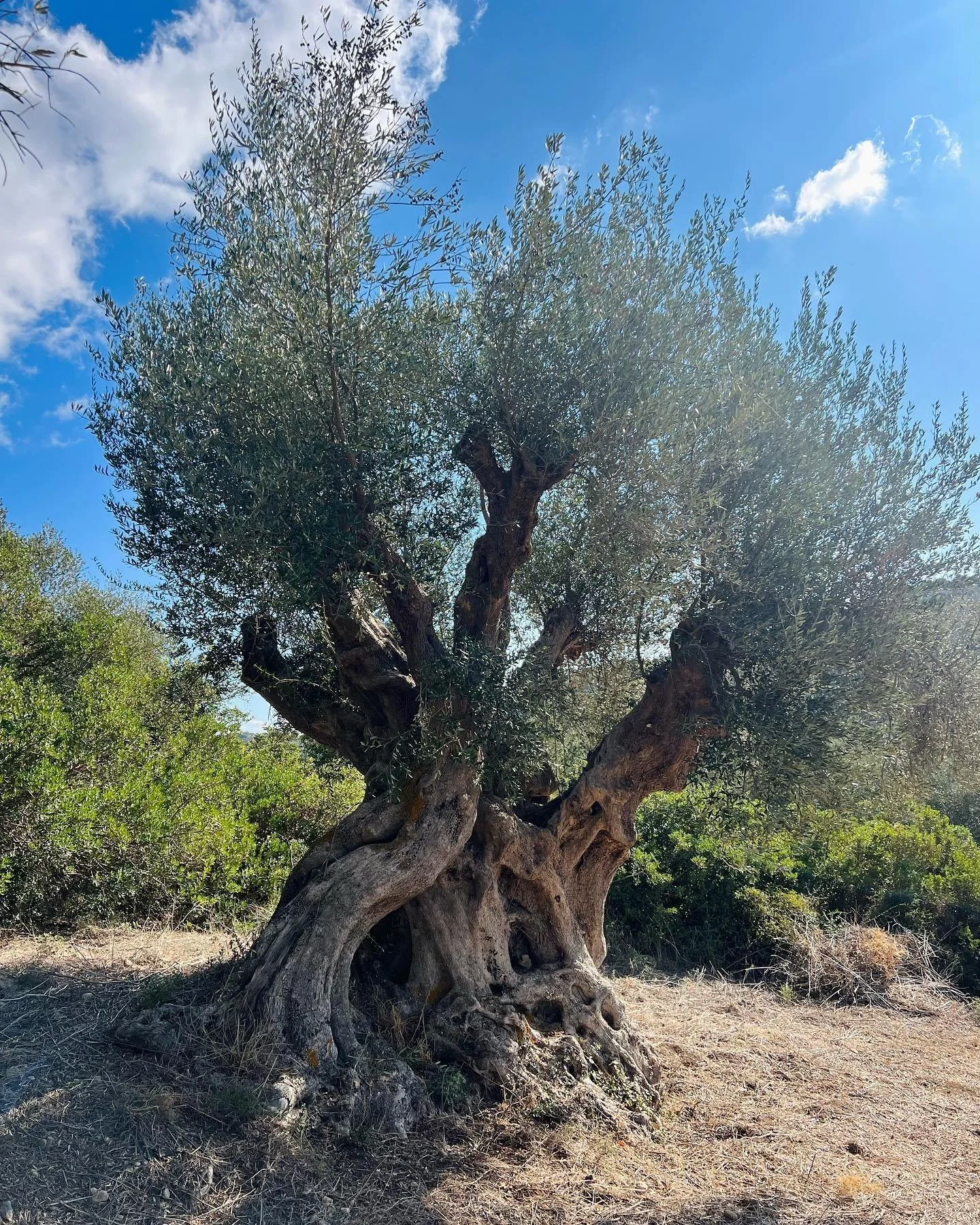 Yesterdays lunch &amp; harvest at my favorite grove, &Chi;&alpha;&lambda;ά&sigma;&mu;&alpha;&tau;&alpha;. Our 2500 yr old &Mu;ά&nu;&alpha; &Epsilon;&lambda;&iota;ά, 22&rsquo;s favorite time of year- running free in her groves, fresh baked sourdough w