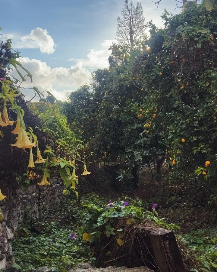 Beautiful Autumn mornings this week ✨
.
.
.
#peloponnese #southwesterngreece #autumn #mornings #stoxorio #ellada #messinia #greece #morningmoments #coffeetime