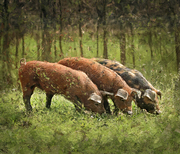 duroc-varkensOilPaintweb.jpg