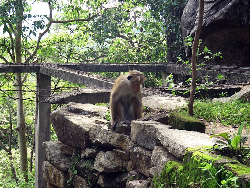 Galgiriyawa-monkeys.jpg