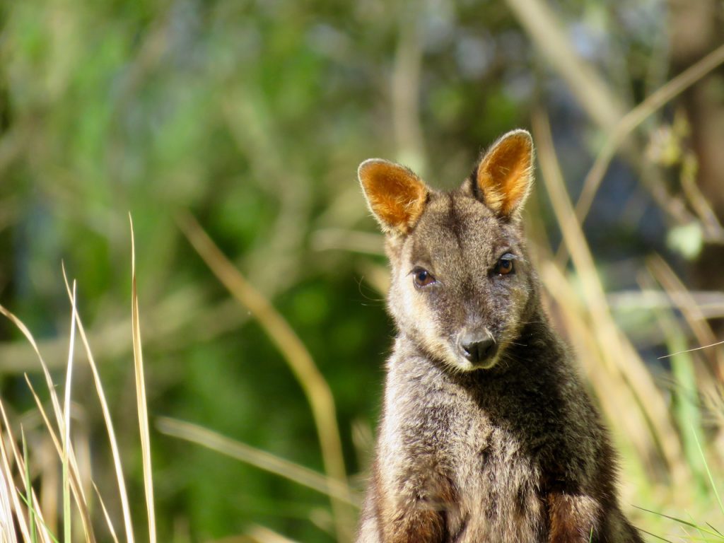 Just your friendly neighbourhood wallaby!