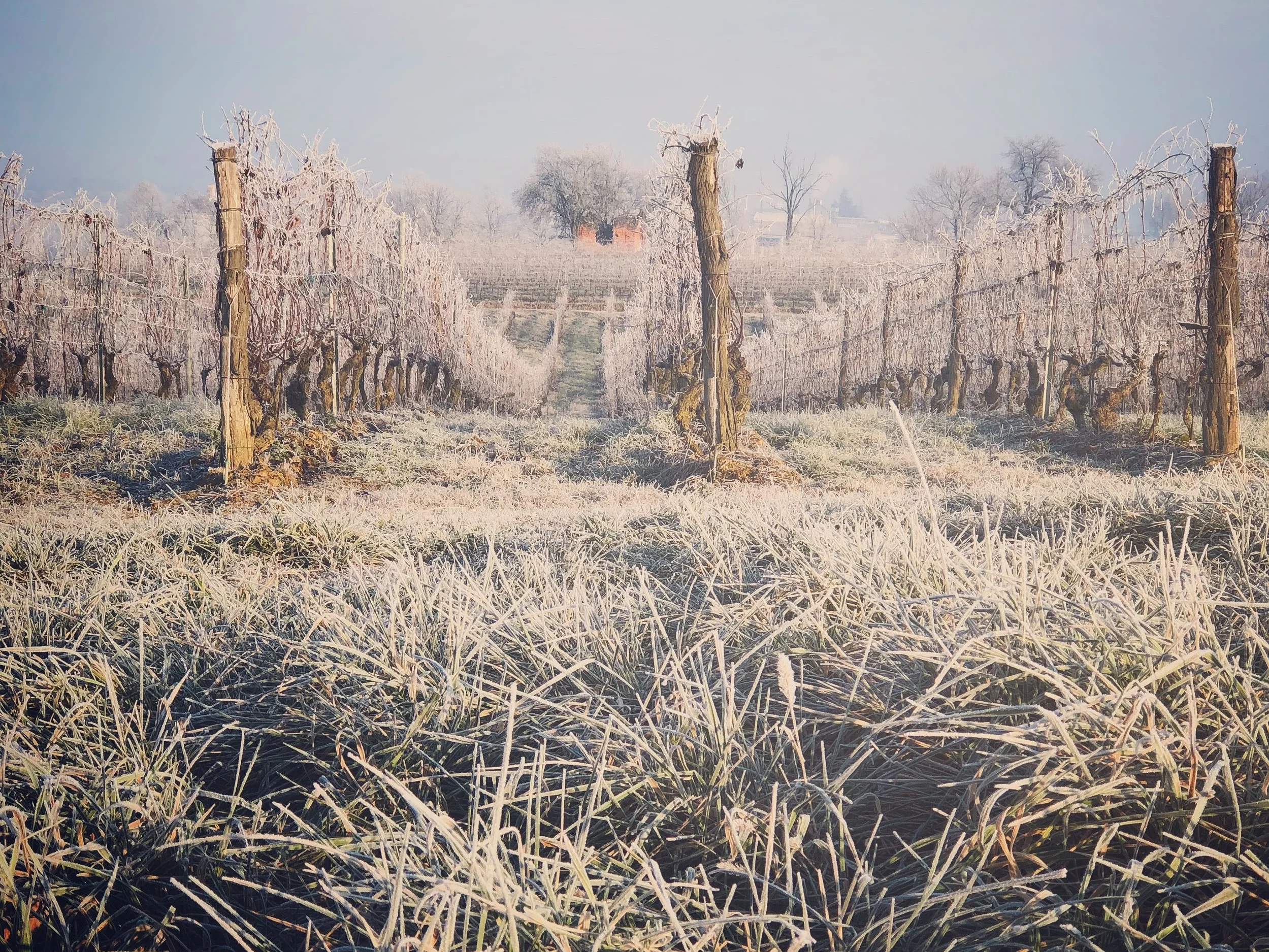 On the Fringes of Tierdom. A wine documentary about indie vintners, Utah and the three tier system.