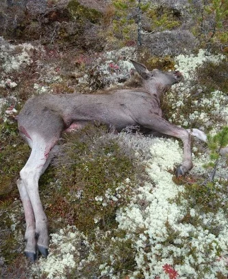 Foto: Galtåsen Sør ID:711