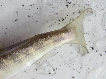 Foto: Tore Stengrundet ID:608