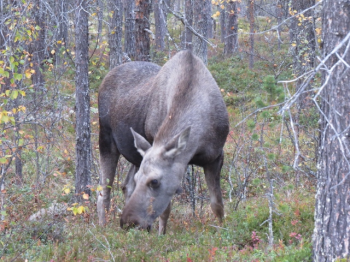 Foto: Ole Opseth. ID:597