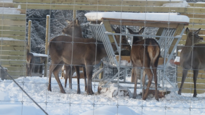 Foto: Ole Opseth. ID:567