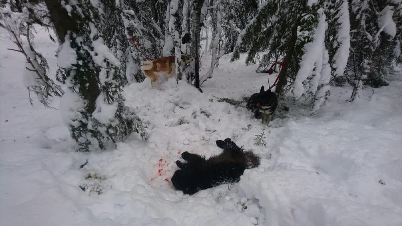 Foto: Jon Inge Tollefsen ID:528