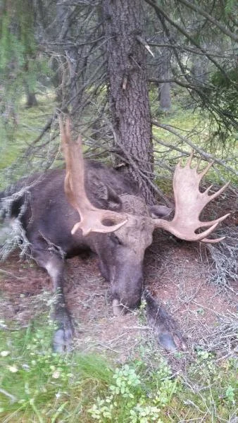 Foto: Bjørn Søgård ID:497