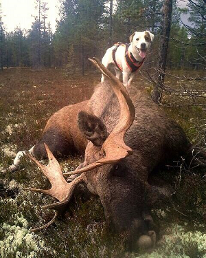 Foto: Per Ola Søndmør ID:494