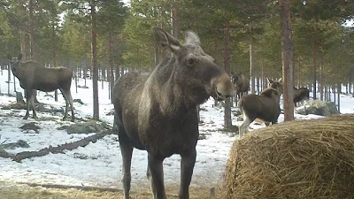 Foto: Bjørn Arvid Foss ID:377