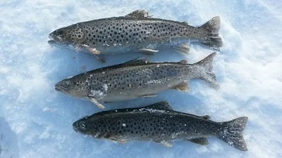 Foto: Helge Bogsveen ID:347