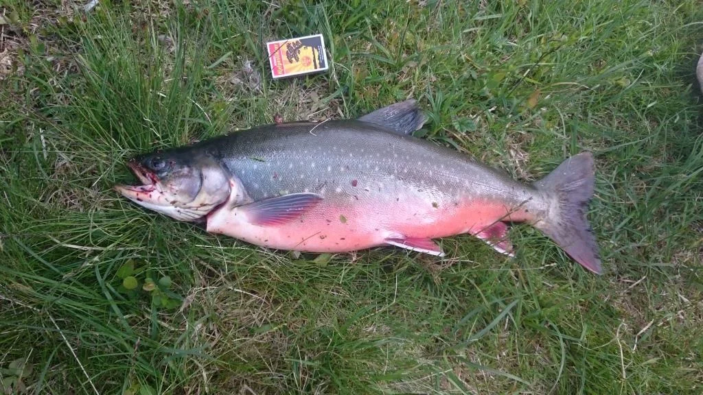Foto: Ove Magne Dufseth ID:175