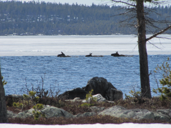 Foto: Arvid Arvidsson
