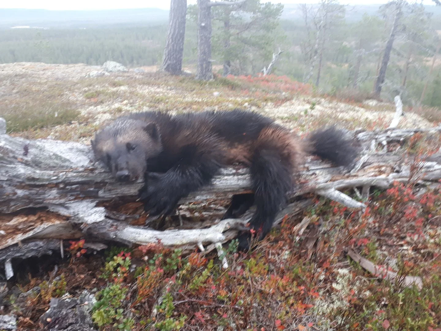 Foto: Bjørnar Johnsen