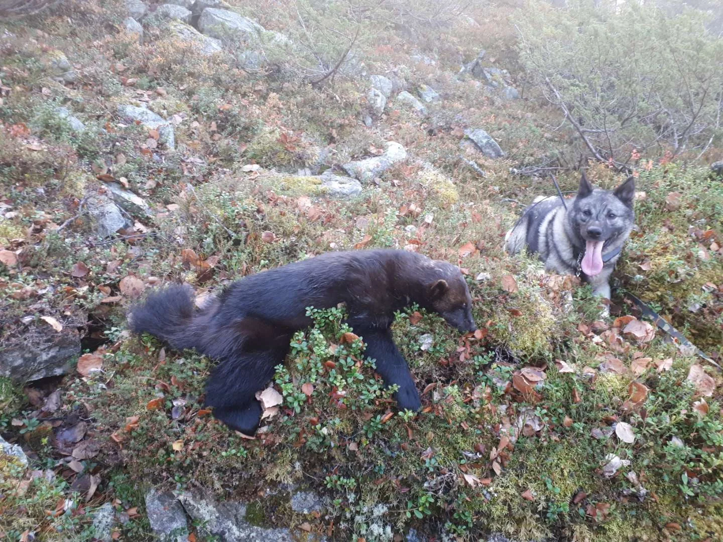 Foto: Bjørnar Johnsen