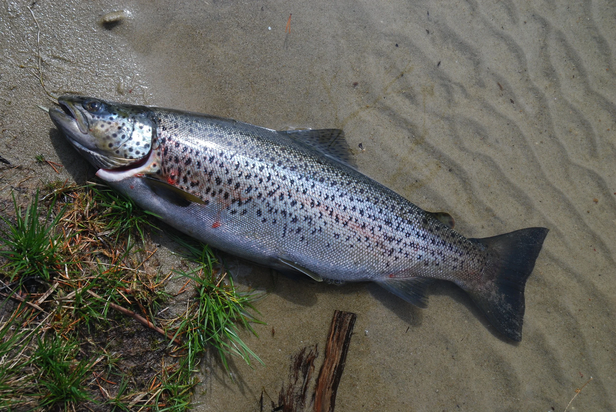 2,3 kg stranda.jpg