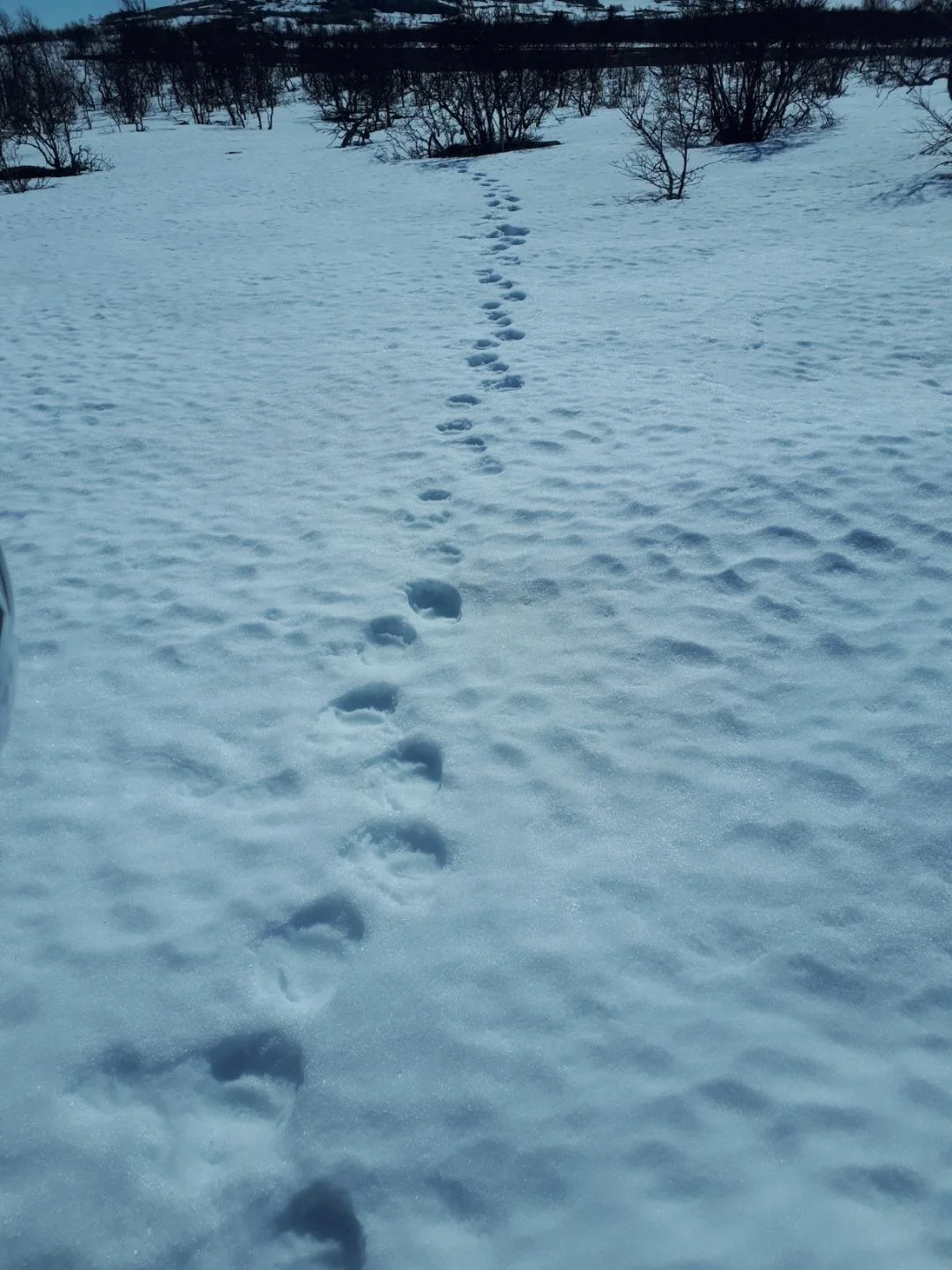 Resized_20190423_115329_9349.jpeg