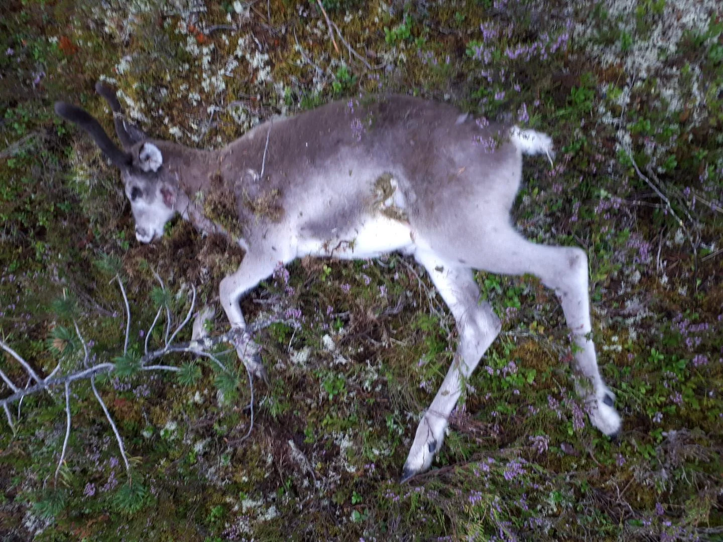 Foto: Bjørnar Johnsen