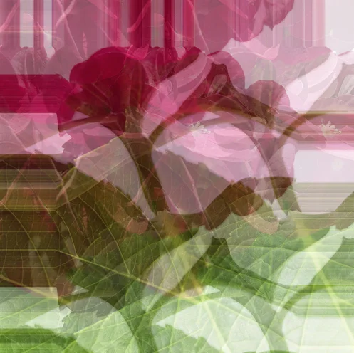 Felix Dobbert BLOSSOM WORKS 16.11.2018 - 26.01.2019