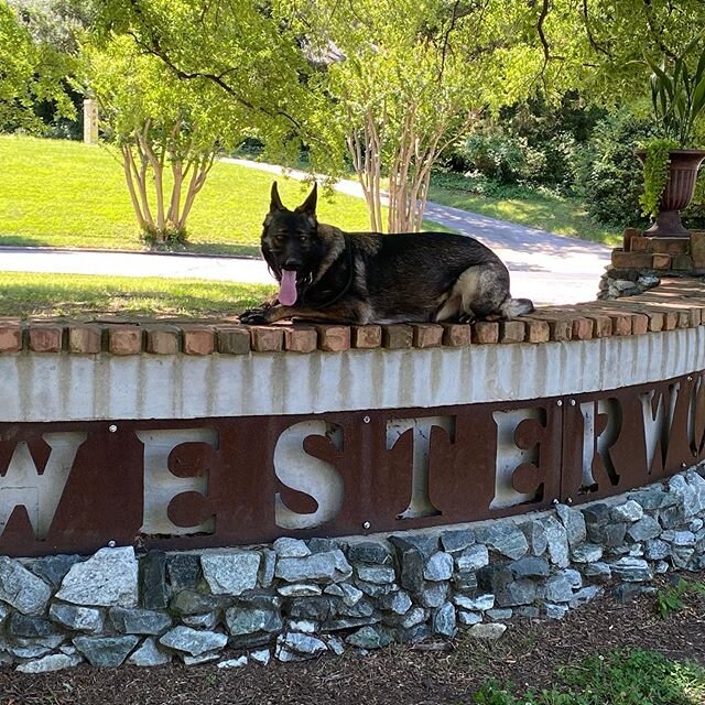 Crushing it as usual! Way to go Harley! #dogtraining #hvldog #hendodoggo #looseleashwalking