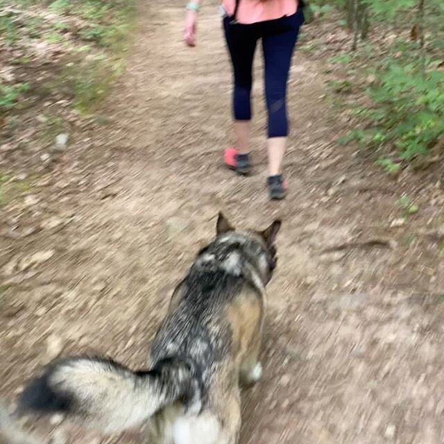 Mark was crushing it during our hike this morning! #offleashlife #dogtraining #hiking #828 #hvldog #hendodoggo #hendersonvillenc