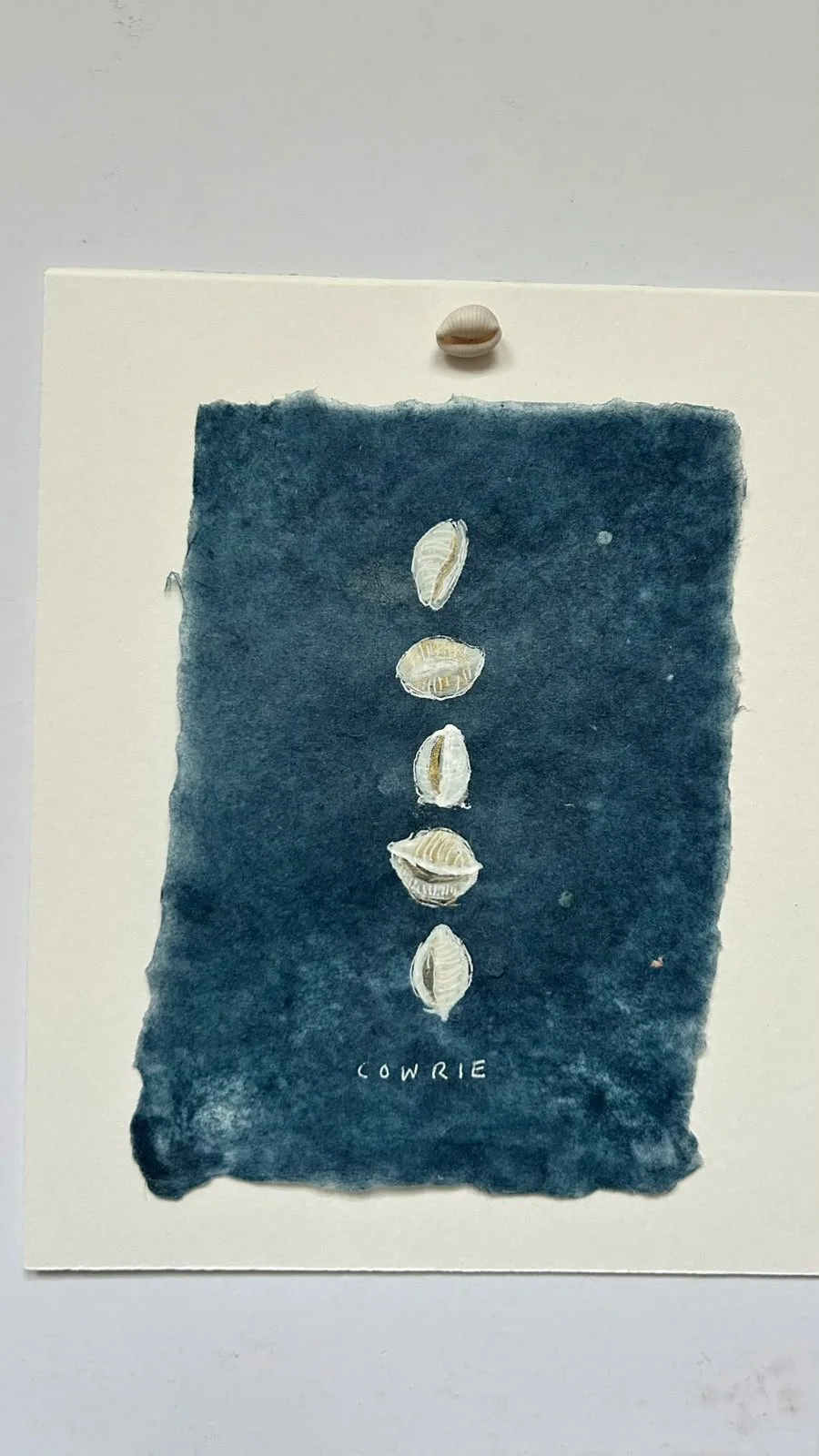Cowrie shells drawing on handmade paper
