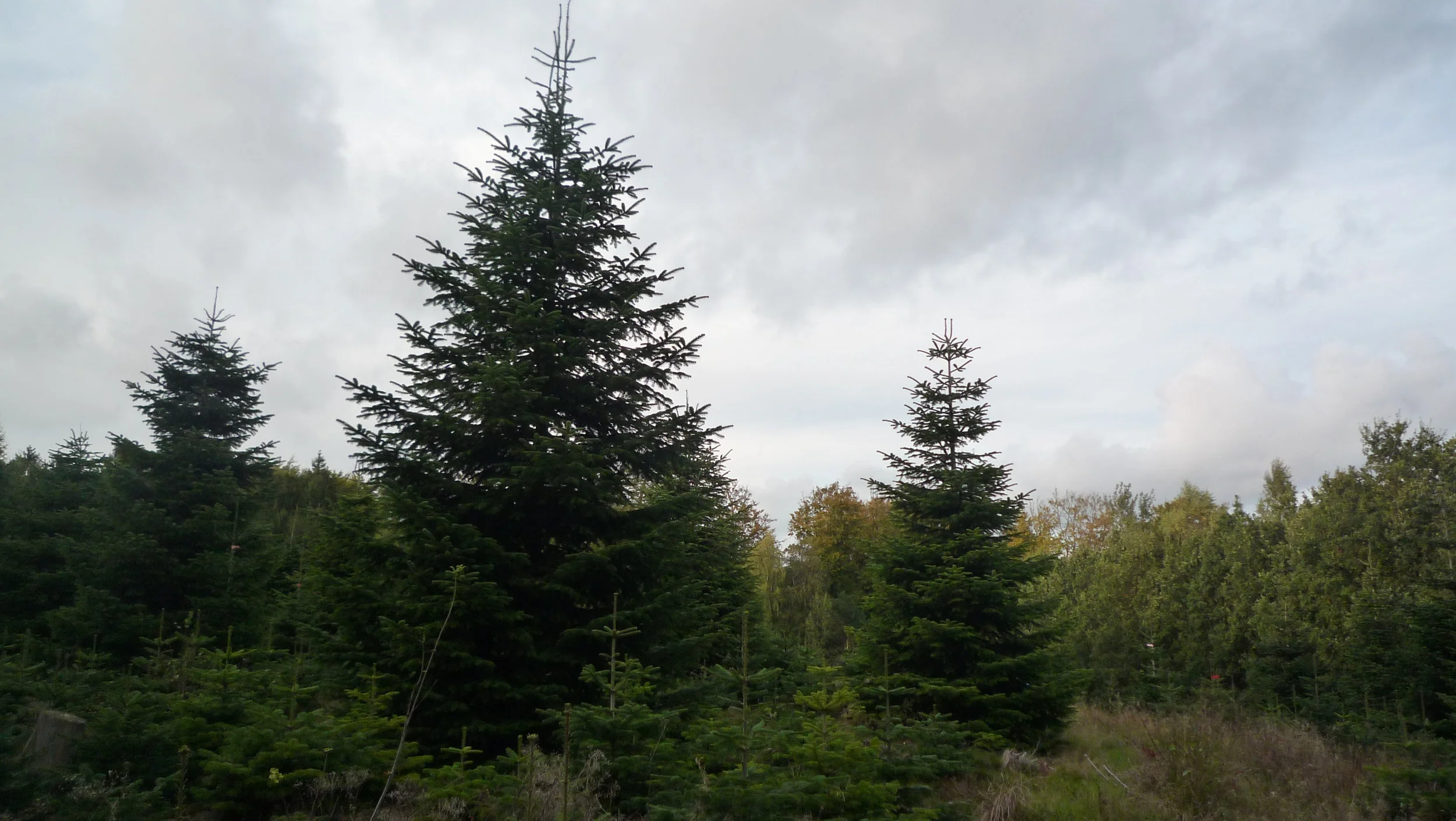 L1030950.jpg