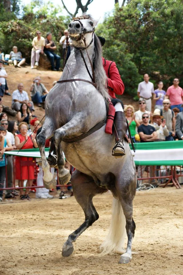 Pedro rearing taquito.jpg