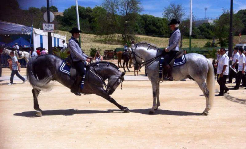 Pedro with Perfecto feria ...bowing to Odette & Ringo.jpg