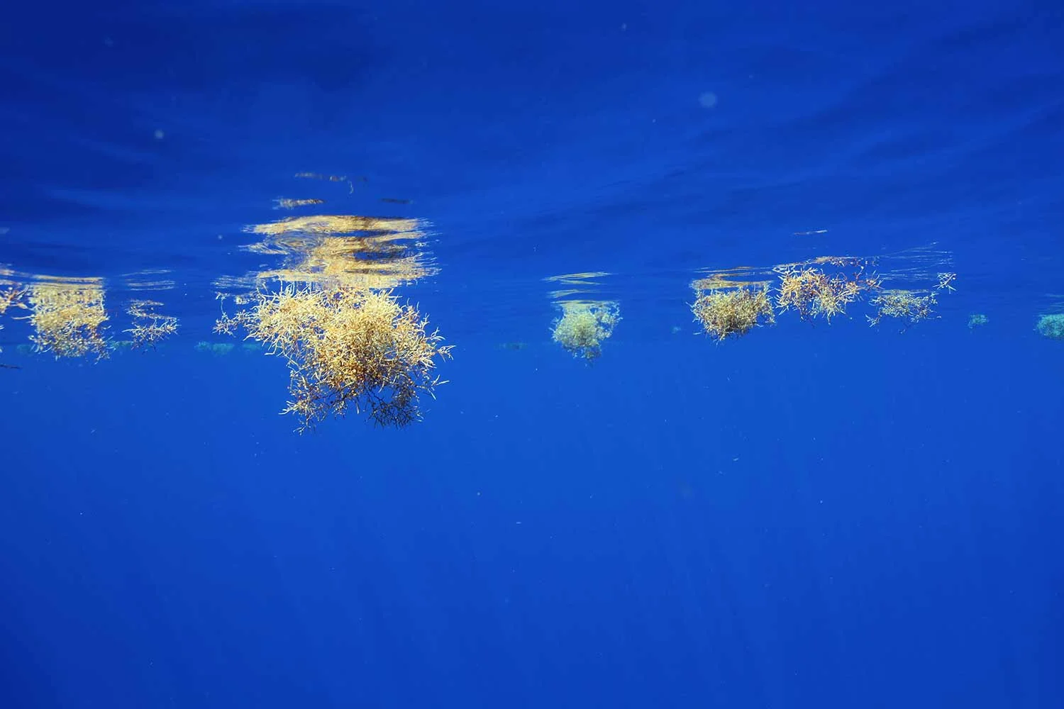 Sargassum seaweed
