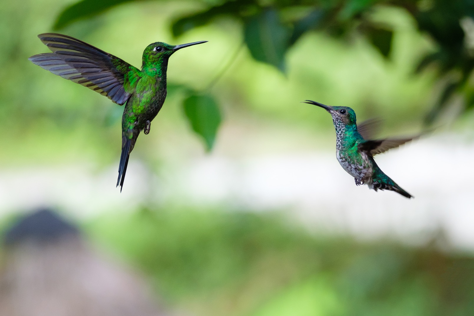  I believe this is a White-vented Plumeleteer
and another humingbird in the Maquipucuna Reserve near Quito. 