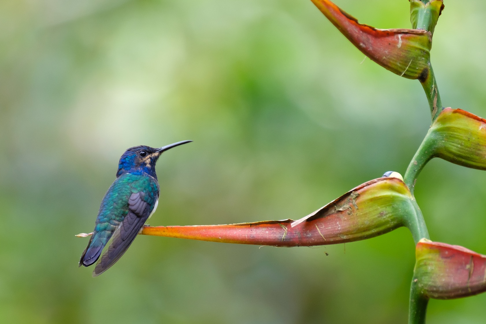 A humingbird which I can't identify, in the Maquipucuna Reserve near Quito.