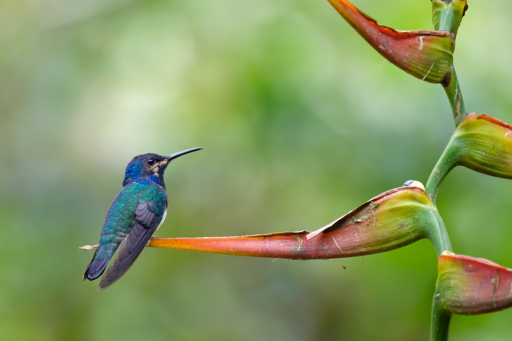  A humingbird which I can't identify, in the Maquipucuna Reserve near Quito. 