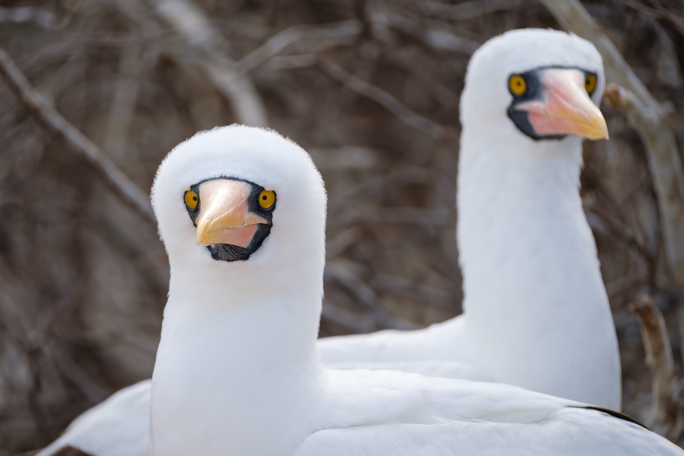  Nazca Boobies in Bahia Darwin, Galapagos. 