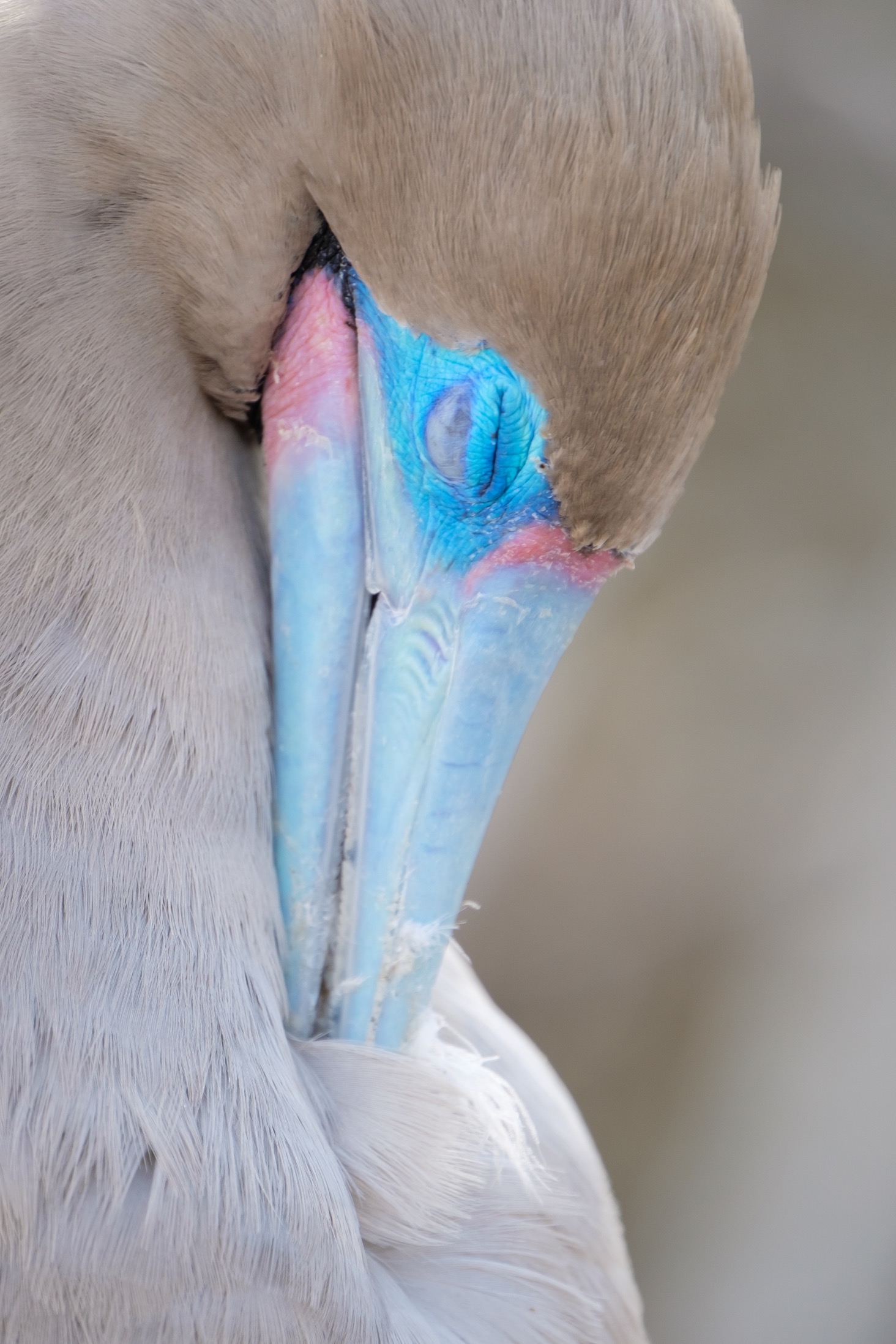  A resting red-footed booby in Bahia Darwin, Galapagos. 