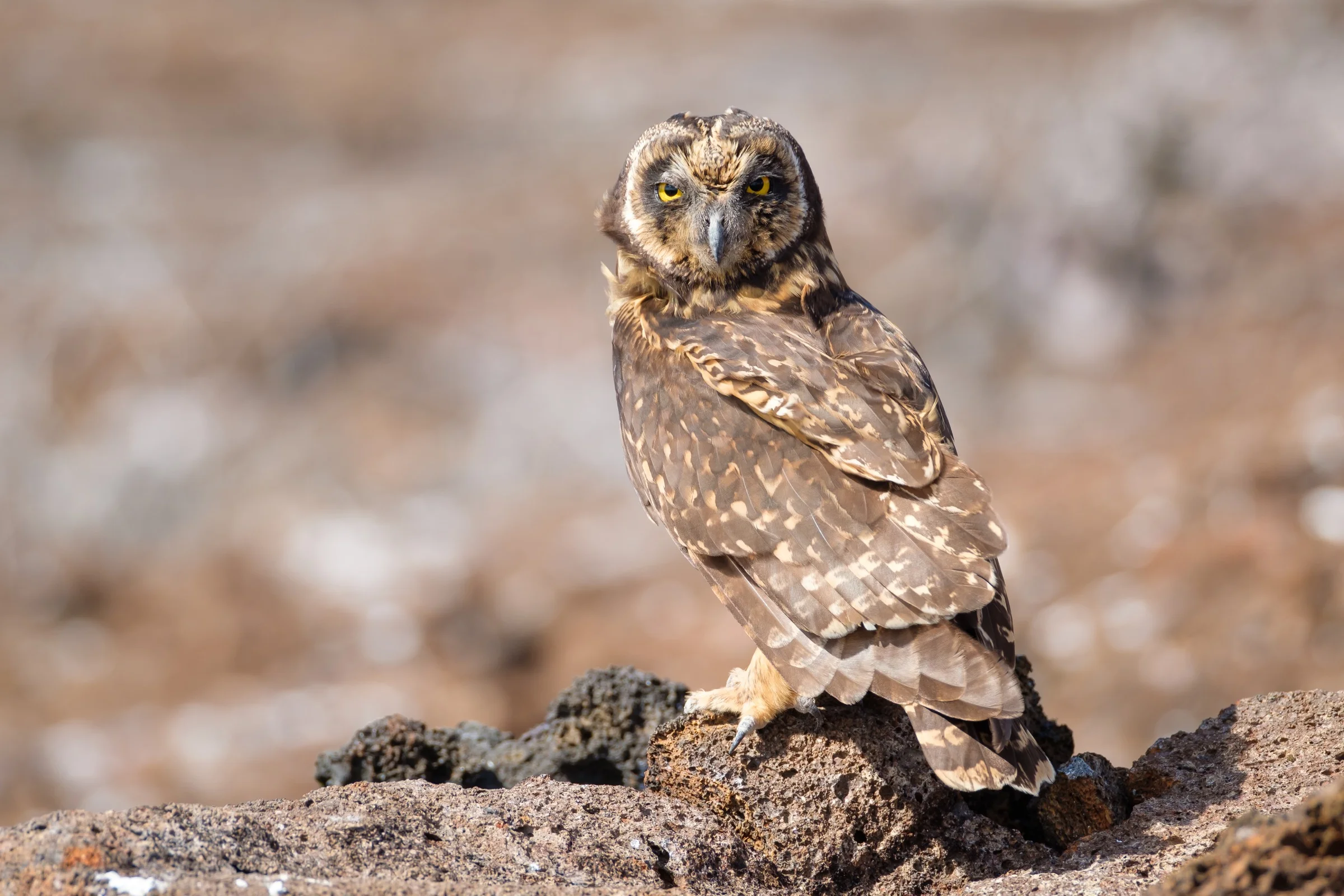 A Short-eared owl in Bahia Darwin, Galapagos.