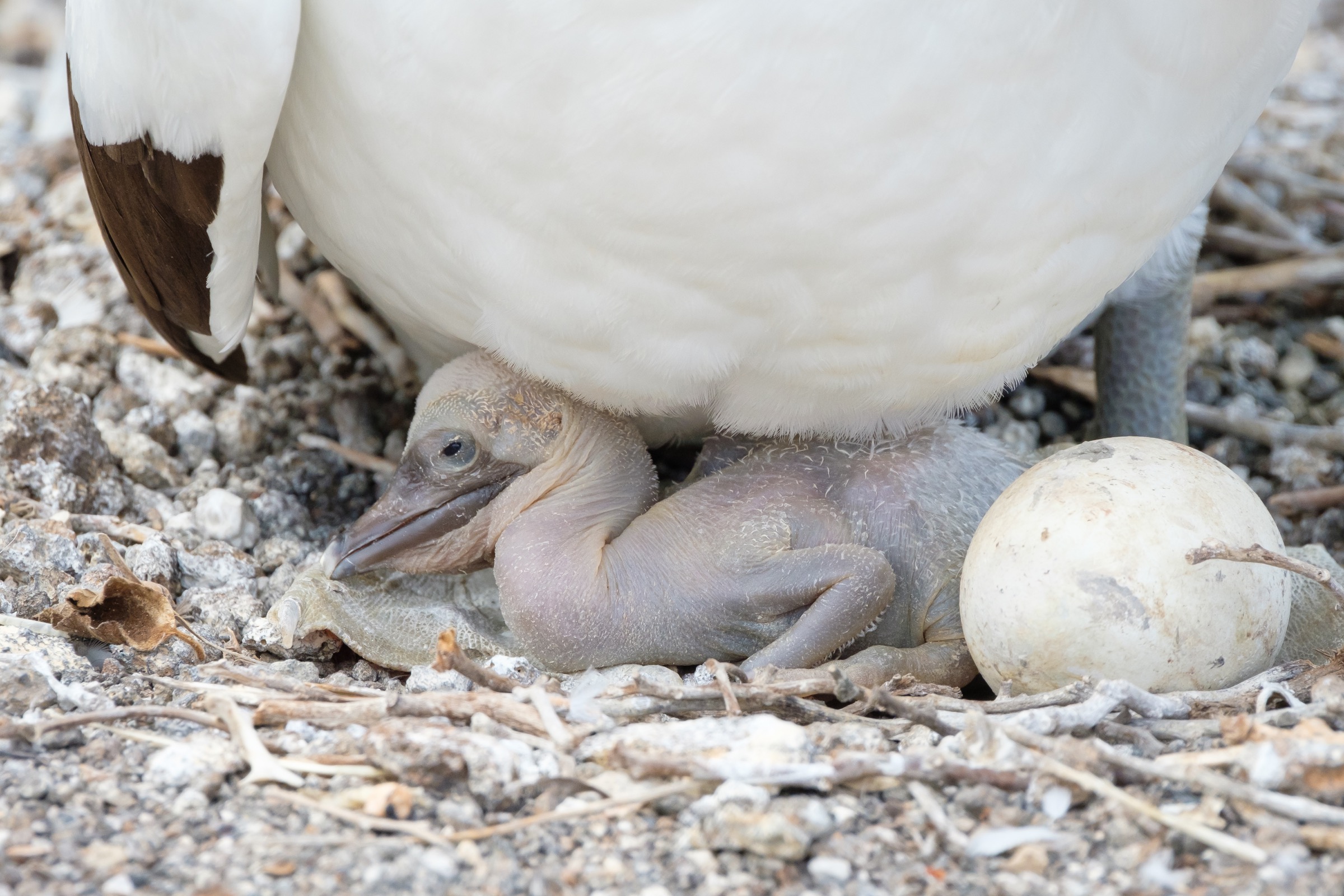  A Nazca Booby incubates her eggs and a juvenile near Bahia Darwin, Galapagos. 