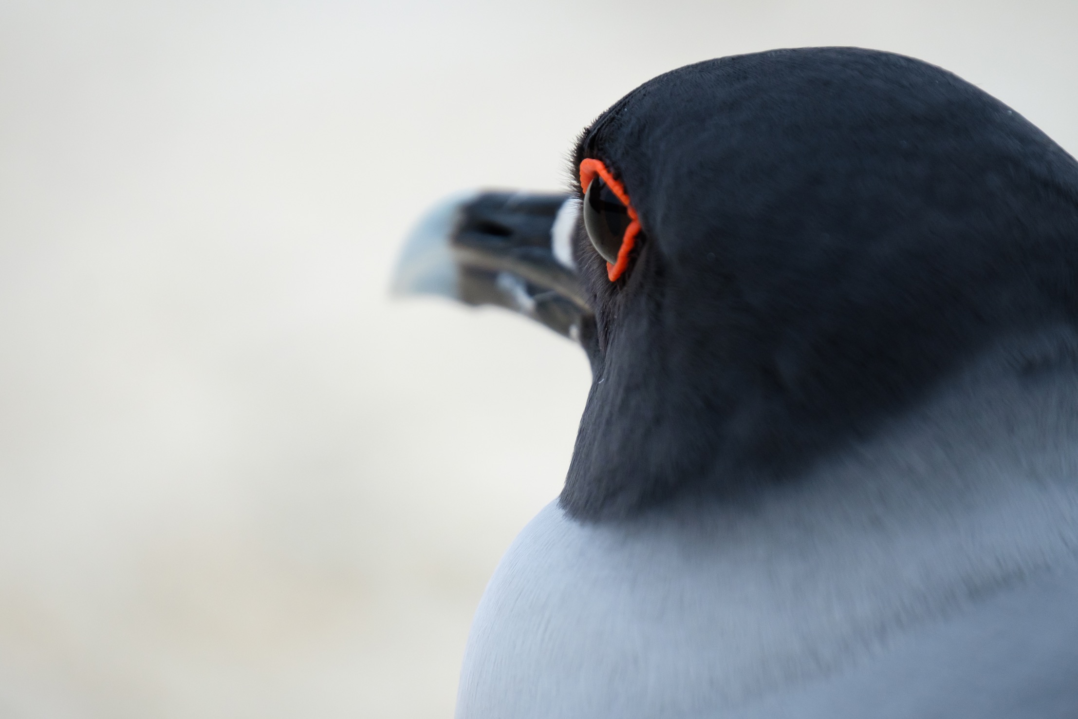  A close-up of the eye of a Swallow-tailed Gull in Bahia Darwin, Galapagos. 