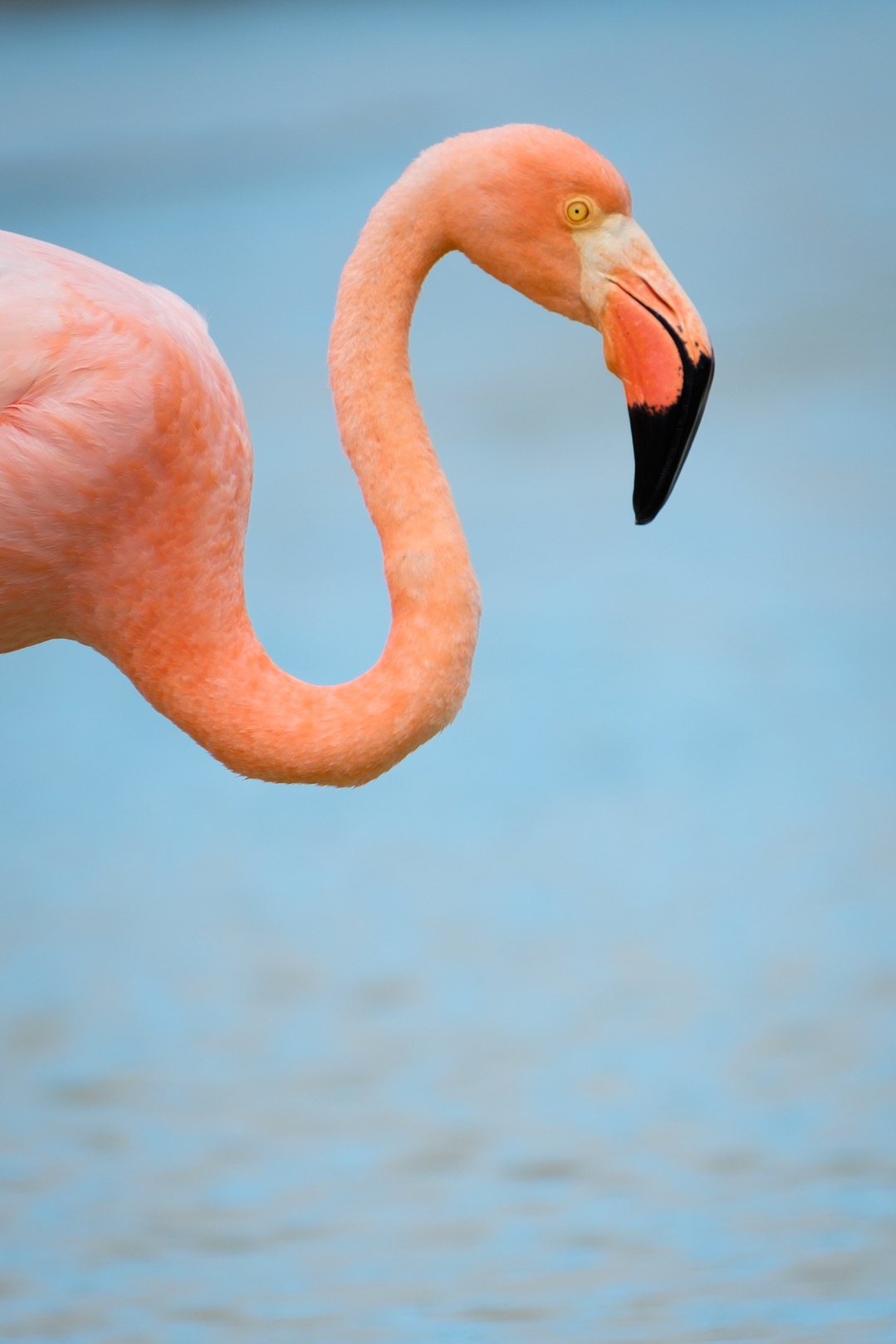 A Greater flamingo on Isla Santa Cruz.