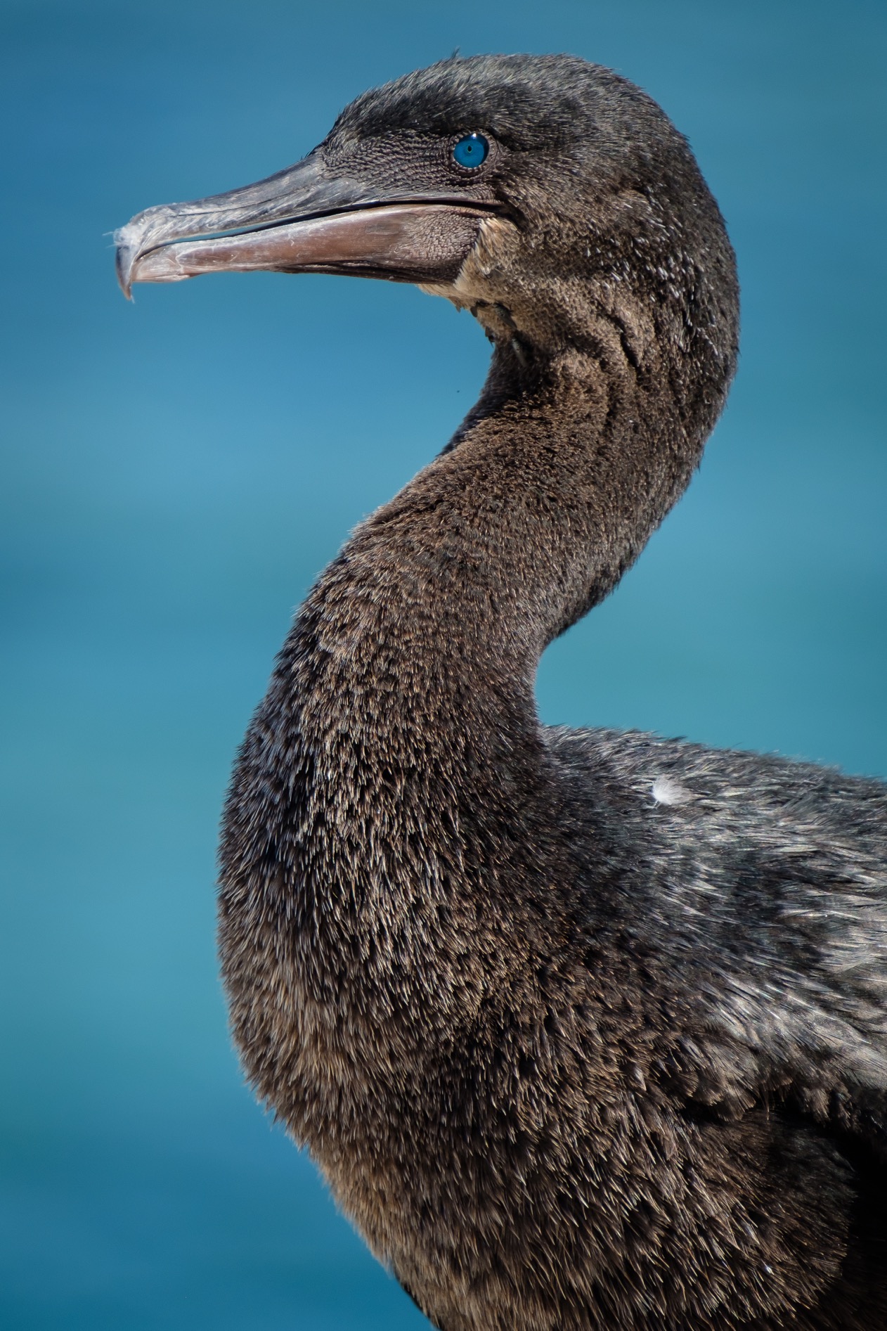  A Flightless Cormorant on Isla Isabela. 