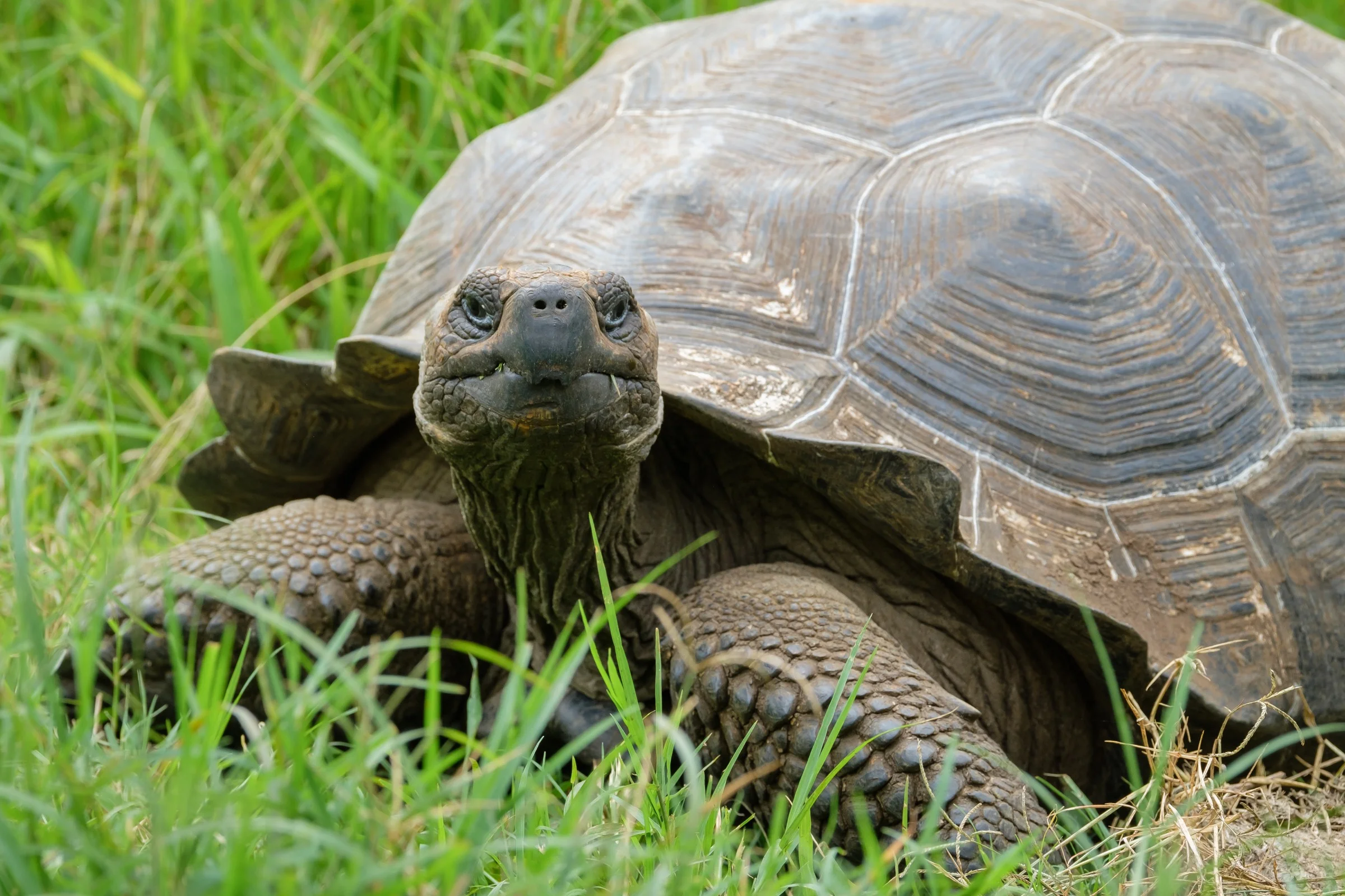 A Galapagos Giant Tortoise on Isla Santa Cruz.