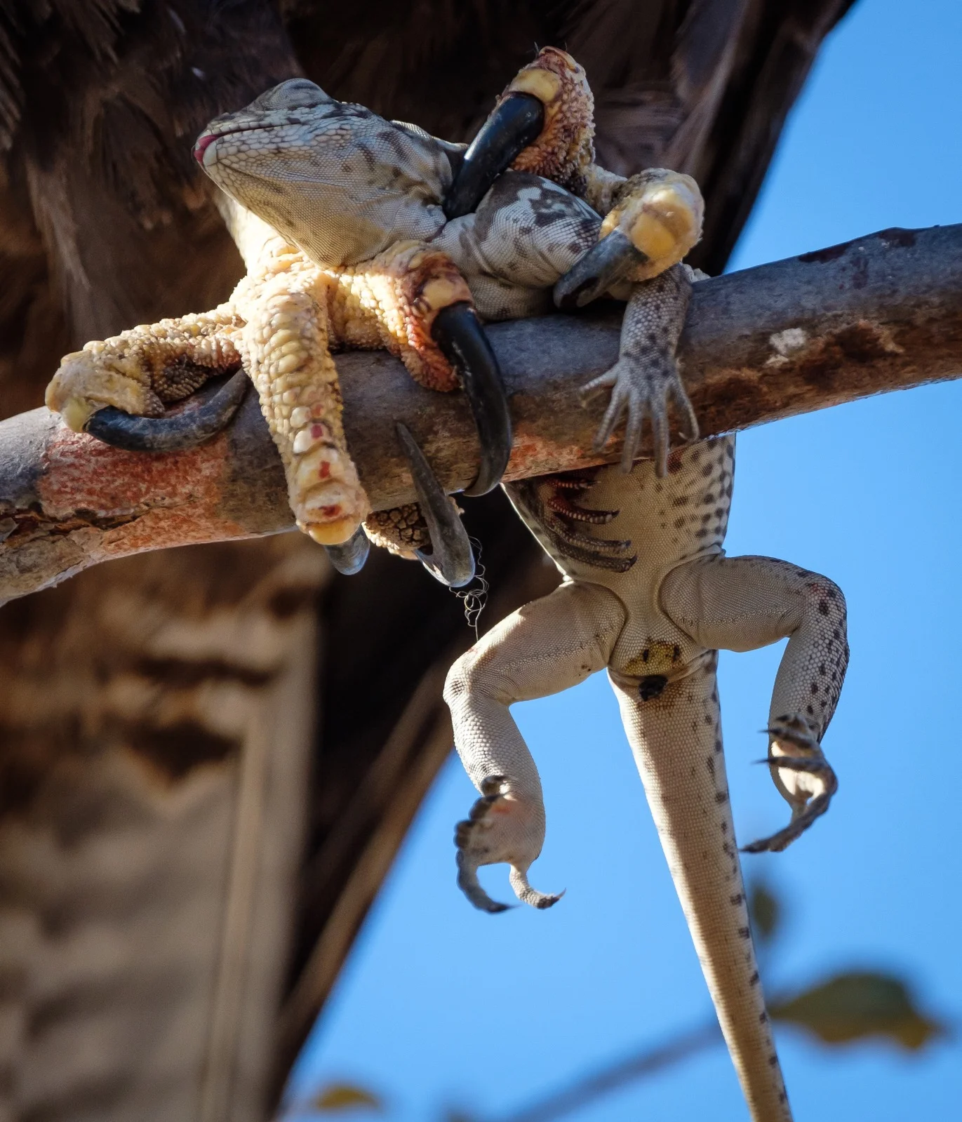 This Galapagos hawk caught a Lava Lizard on Isla Isabela.