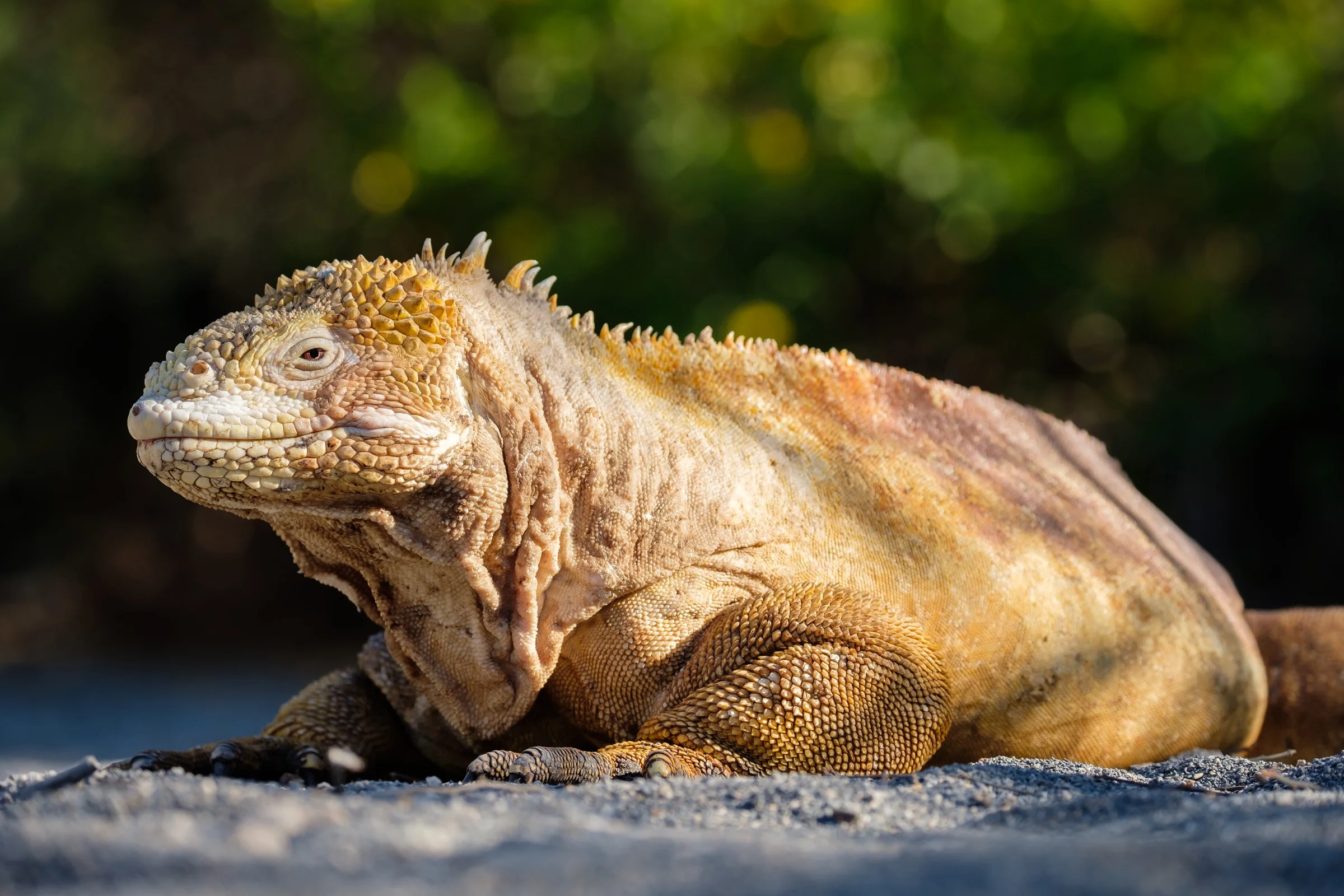 A Galapagos Land Iguana on Isla Isabela.