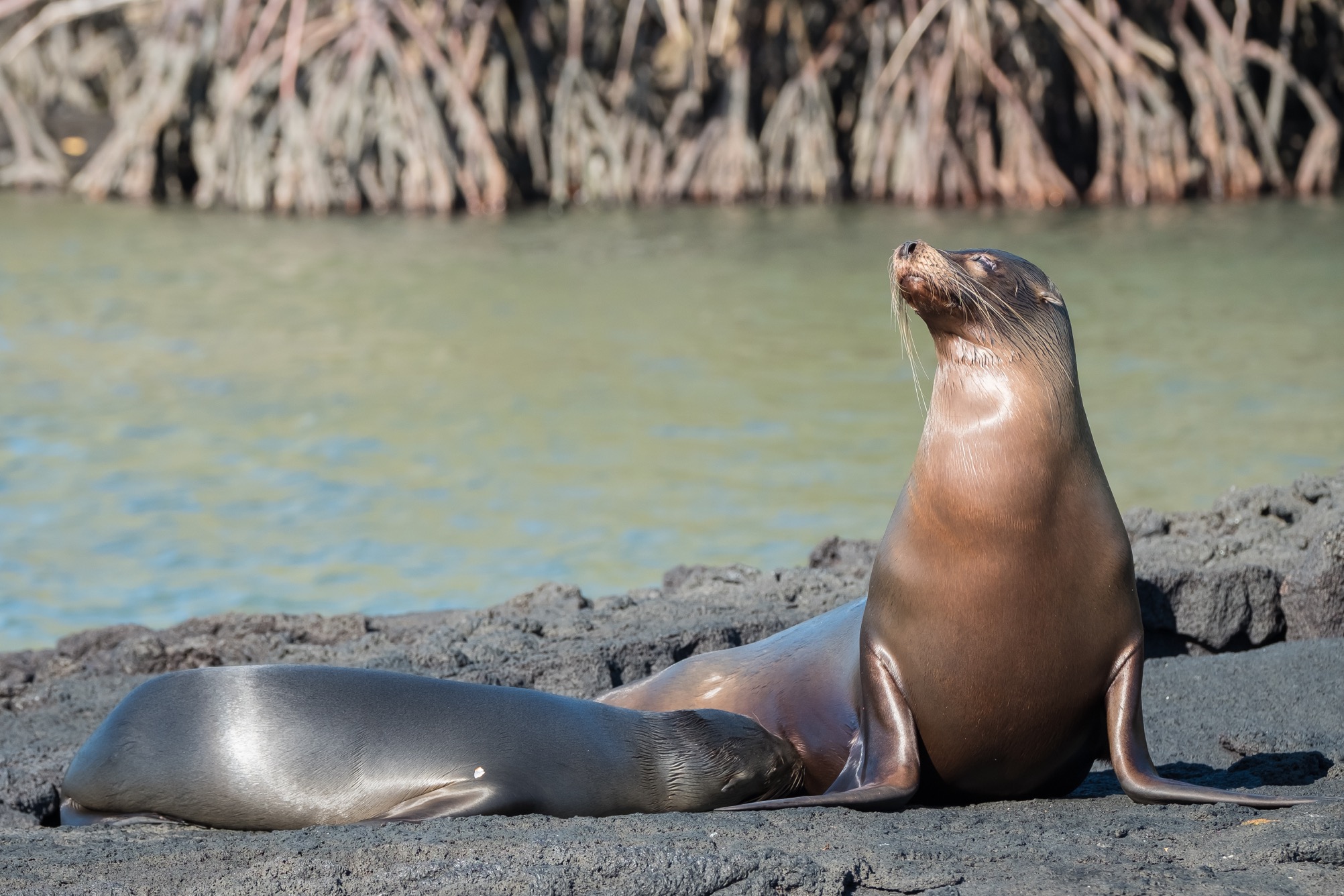  Galapagos Sea Lions at Punto Espinoza, on Isla Fernandina. 