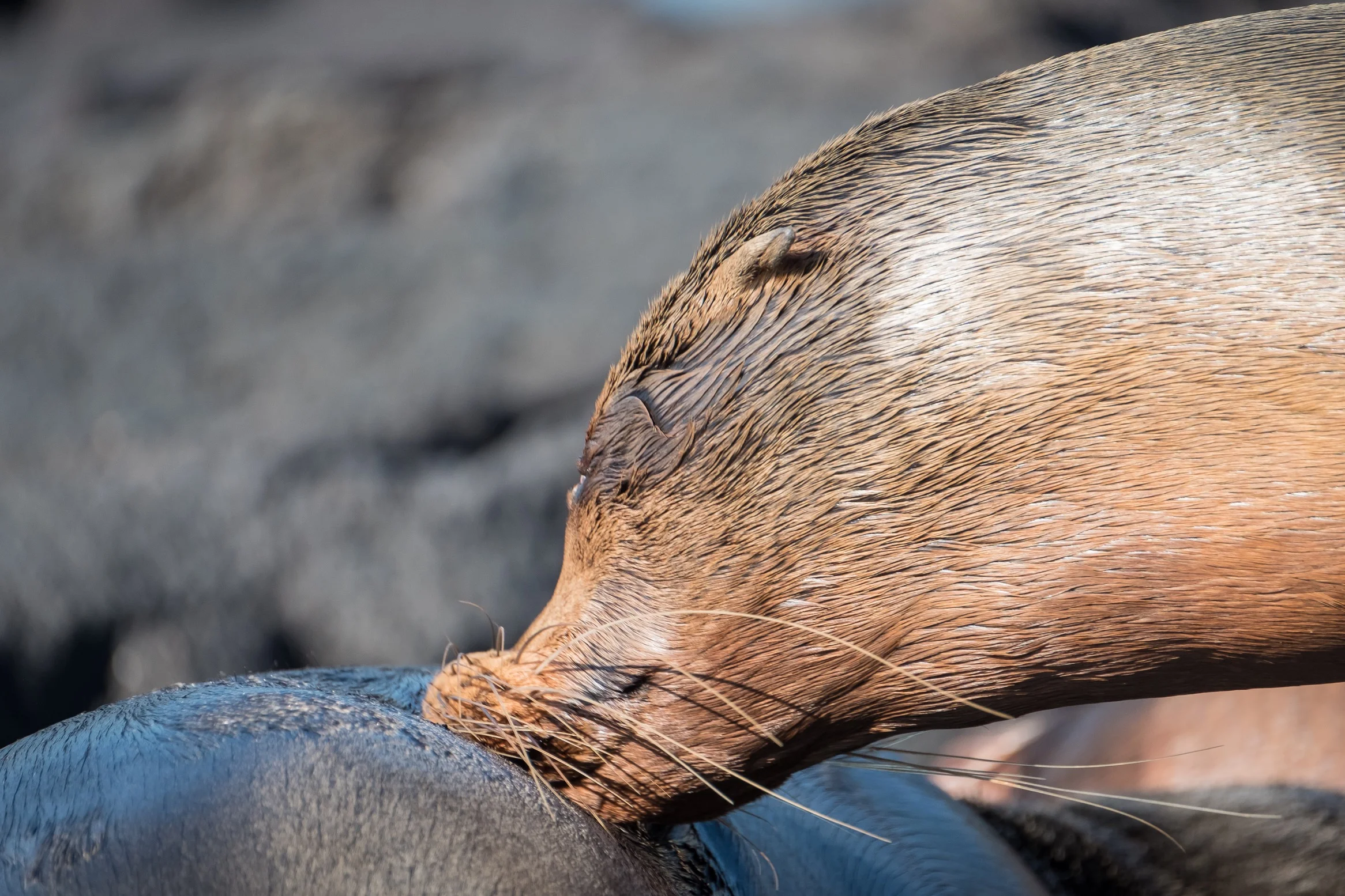 This female Galapagos sea lion scratched the back of her pup. Isla Fernandina.